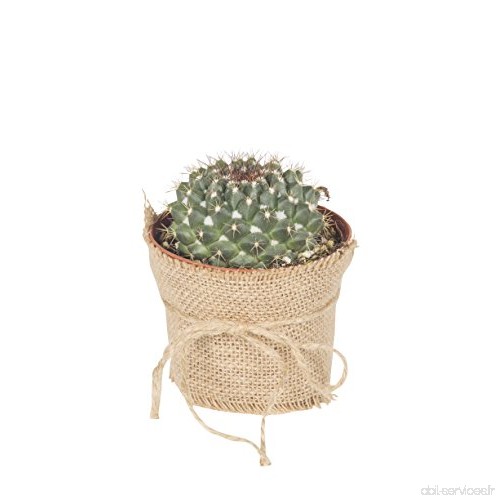 Plante vraie grasse d'intérieur décorative 'Desert Storm' succulent en pot 5.5 cm - B079Z79VJP