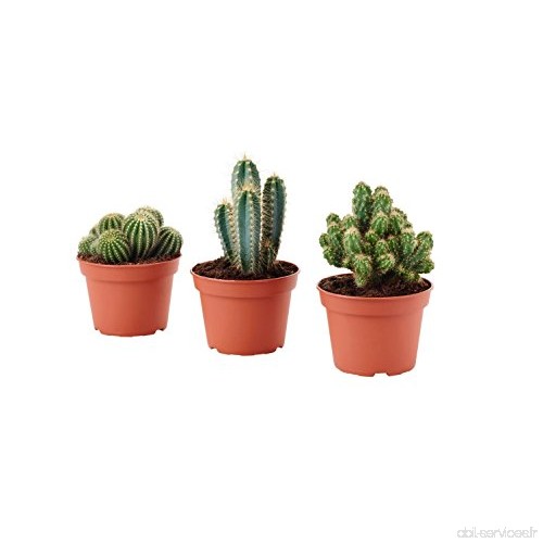 Plantes vraies succulentes ornementales set de 3 cactus 'SPINY' en pot 10 cm - B076SN8HNG