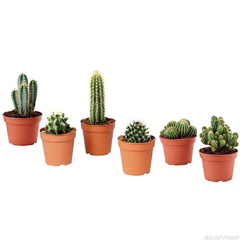 Plantes vraies succulentes ornementales set de 6 cactus 'RODEO' en pot 10 cm - B076T3C2CZ