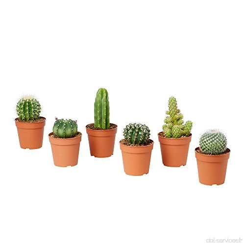 Plantes vraies succulentes ornementales set de 6 cactus 'SUNSHINE' en pot 8 cm - B076SLTW4F