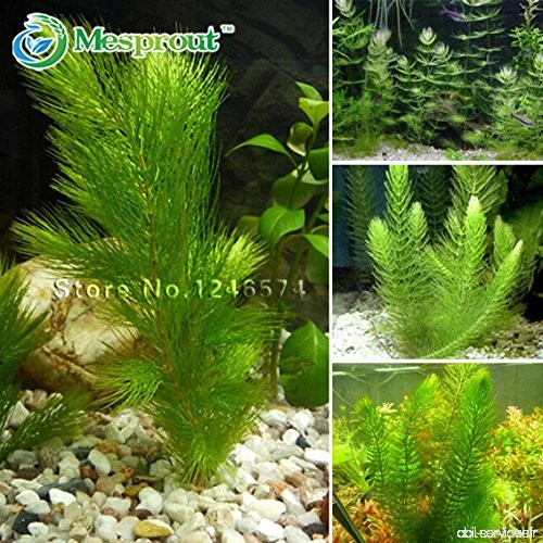 Promotion 500 graines eau aquarium mixte graines d'herbe de réservoir de poissons semences de plantes aquatiques - B06XZZX5V6