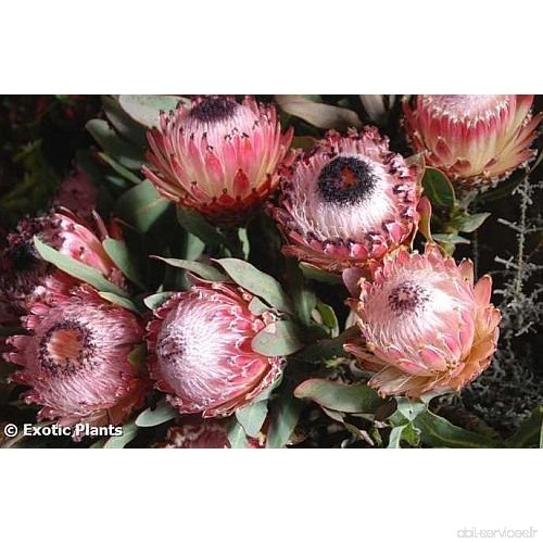 Protea magnifica - Queen Protea - 4 graines - B00UYYMFNC