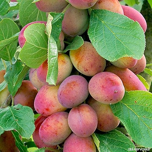 Prunier 'Victoria' - Prunus domestica 'Reine Victoria' rose - B0765Z264G