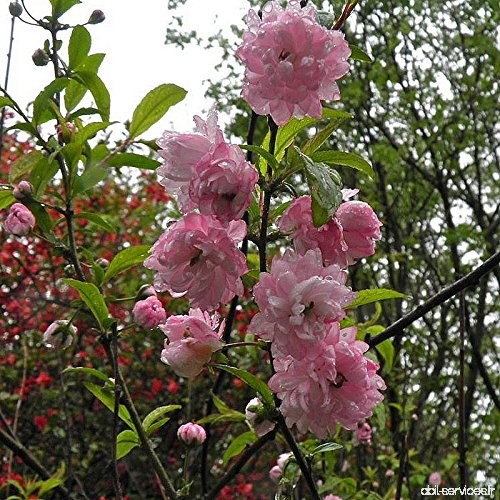 Prunus glandulosa 'Rosea Plena' - Cerisier Ã  fleur rose double - B075M523VJ