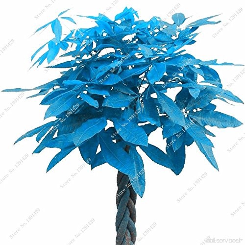 Recommander Bleu Pachira Graine  exotique Pachira Macrocarpa argent Arbre Plante vivace arbre Bonsai Graine 1 Pcs / Sac purifian