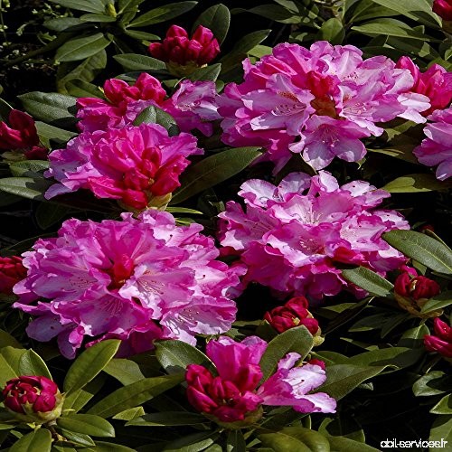 Rhododendron Fantastica - 1 arbrisseau - B00DZZWRDK