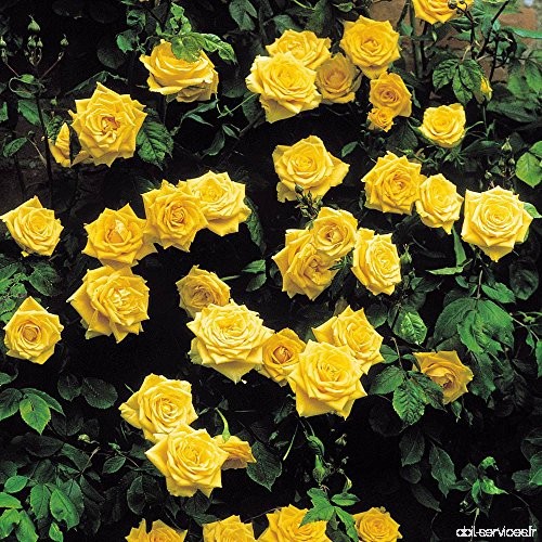 Rose Grimpante Golden Shower - 1 rose - B00EBHWN12