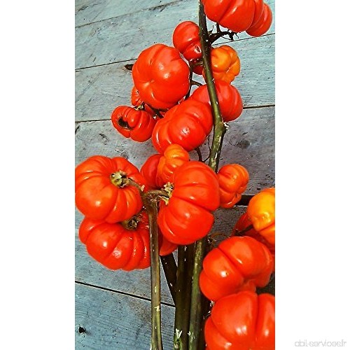 RWS 100 graines Ã « thiopische aubergine  Solanum aethiopicum  citrouille sur un bâton - B01NA92Y14