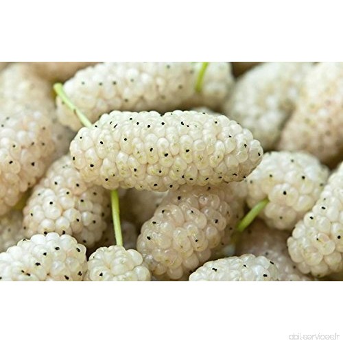 RWS 1000 graines de mûriers blancs  Morus alba  mûrier blanc  délicieux fruits de douceur  Bonsai - B079FDV79C