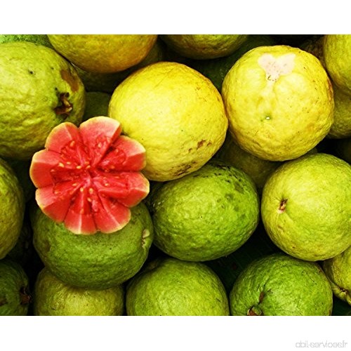 RWS goyave 5000 Psidium graines de guajava  Psidium  goyave  fruit délicieux  fruits après 2-4 ans - B072N3VTZT