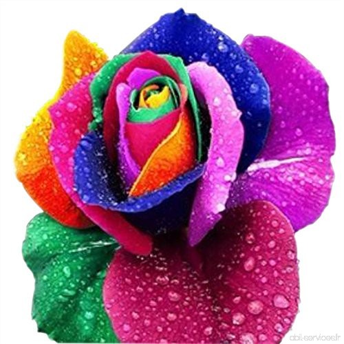 RWS Rainbow Rose/Rose/Einhorn roseraies/50 graines/Graines Rose/cadeau pour les amateurs/cadeau d'anniversaire - B07B965W4T