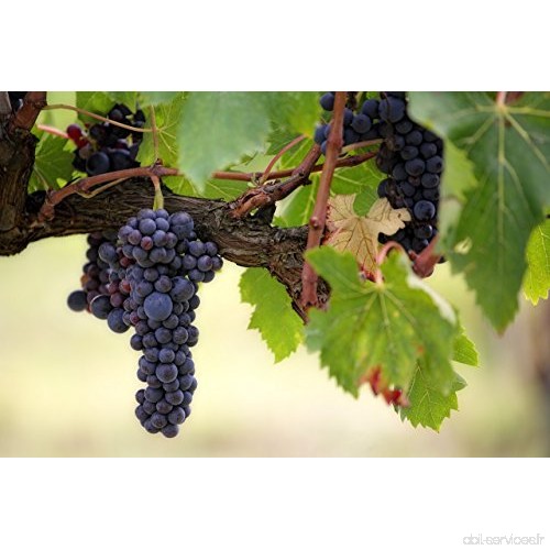 RWS Raisin de vigne 5 graines (Vitis vinifera) fruits sÃ¼ÃŸe - B00ER8NRQK
