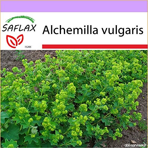 SAFLAX - Alchémille commune - 100 graines - Alchemilla vulgaris - B01ADE9TFE