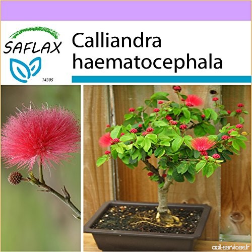 SAFLAX - Arbre aux houppettes - 10 graines - Calliandra haematocephala - B00TWAIWGS