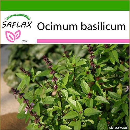 SAFLAX - Basilic thai - 200 graines - Avec substrat - Ocimum basilicum - B00TWIBAYG