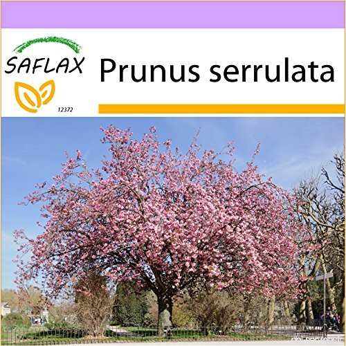 SAFLAX - Cerisier du Japon - 30 graines - Prunus serrulata - B00NNPLBLQ