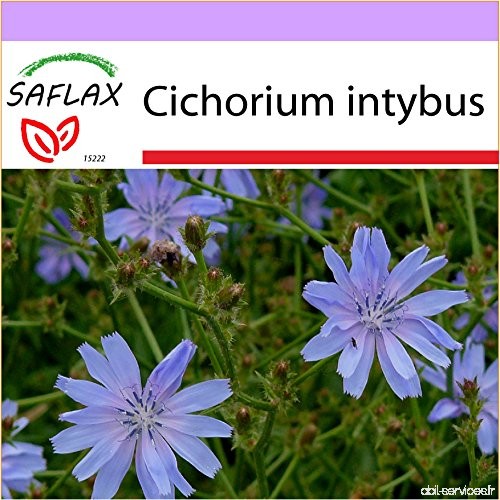 SAFLAX - Chicorée sauvage - 250 graines - Cichorium intybus - B01ADEABRE