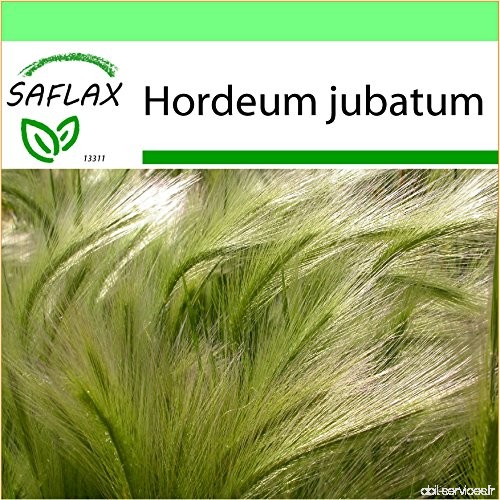 SAFLAX - Jardin dans la boîte - Orge à crinière - 70 graines - Hordeum jubatum - B01N9J2SY3