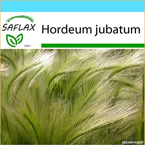 SAFLAX - Kit cadeau - Orge à crinière - 70 graines - Hordeum jubatum - B00UICE4O8