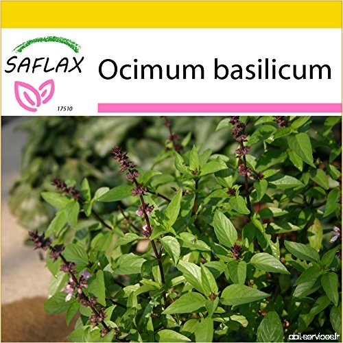 SAFLAX - Kit de culture - Basilic thai - 200 graines - Ocimum basilicum - B00TXNJWHC