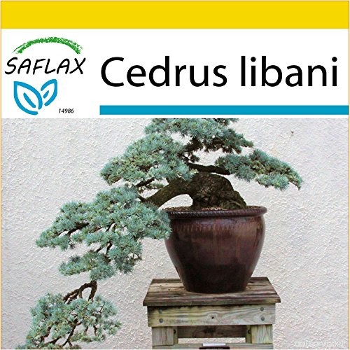 SAFLAX - Kit de culture - Cèdre du Liban - 20 graines - Cedrus libani - B00TXNIQM4