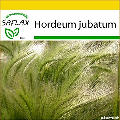 SAFLAX - Kit de culture - Orge à crinière - 70 graines - Hordeum jubatum - B00TXNGCU2