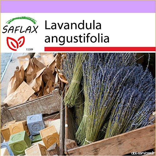 SAFLAX - Lavande vraie - 150 graines - Lavandula angustifolia - B01ADE9XLO