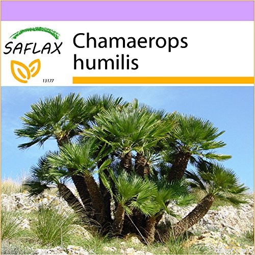 SAFLAX - Palmier nain - 10 graines - Chamaerops humilis - B00NOTQNOQ