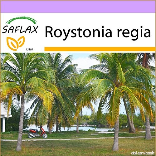 SAFLAX - Palmier royal de Cuba - 8 graines - Roystonia regia - B00TWAIPDS