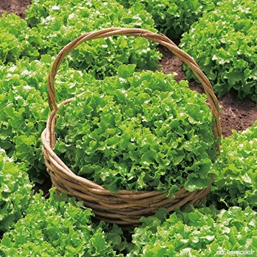 Salade - Bol de Salade Verte - 1000 Graines - B075FXBRF6