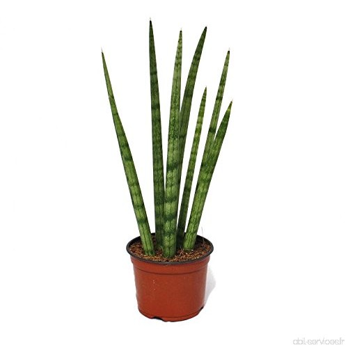 Sansevieria cylindrica - stylish plant in 10.5cm pot - B06X9TGW55