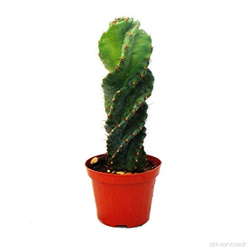 Screw Cactus - Cereus peruvianus tortuosus 10cm Pot - B07D4C8P4Z