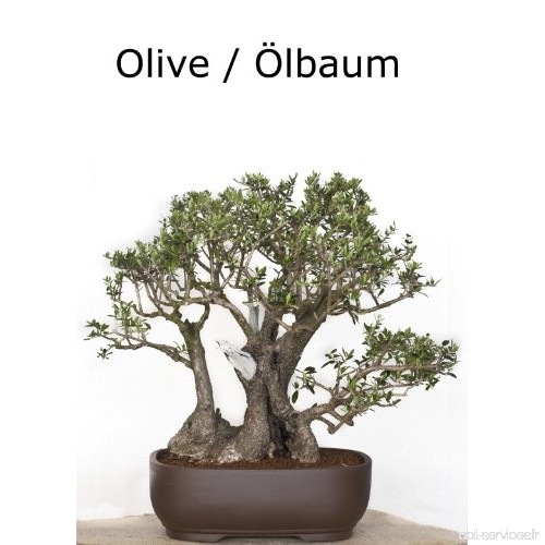 Seedeo olivier/olive 20 graines de bonsaï - B00FS9N67M