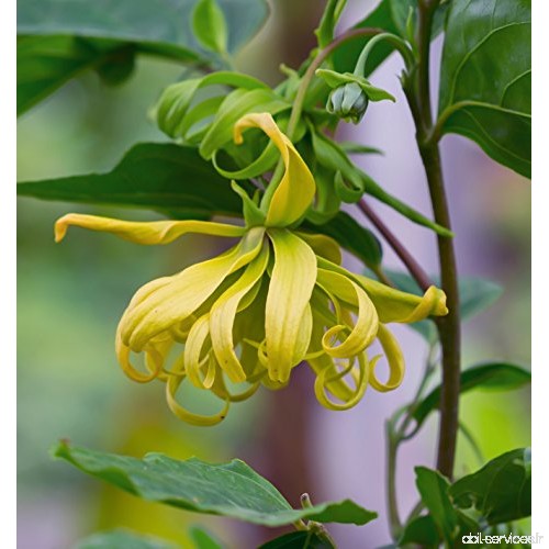 Seedeo parfümbaum-ylang ylang (cananga odorata) 20 graines - B00OFTB95M