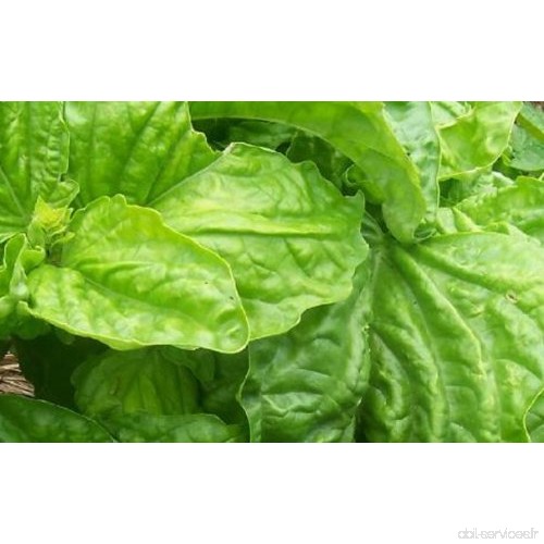 seekay Basilic laitue feuille - environ 400 graines - Herbe / légumes - B00F5YFXPS