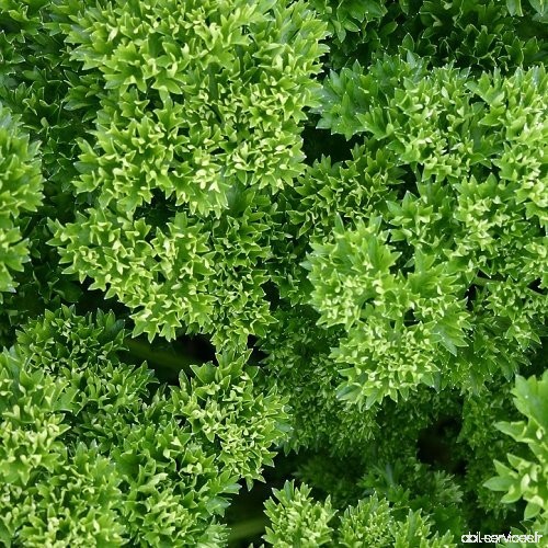 seekay PERSIL BRAVOUR - Mousse Frisé - 1000 Graines herbe/légumes - B016GUM0JQ