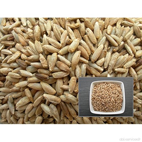 Seigle - 100 grammes - Secale Cereale L. - Rye - ( Engrais Vert - Green Manure ) - SEM05 - B075TYXFBY