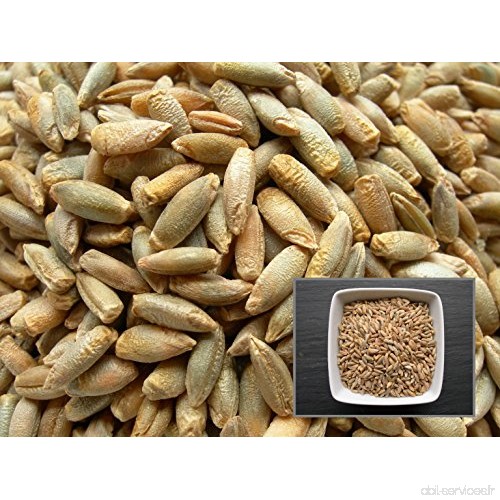 Seigle - 15 grammes - Secale Cereale L. - Rye - (Engrais vert - Green manure) - SEM06 - B017VU3M1K