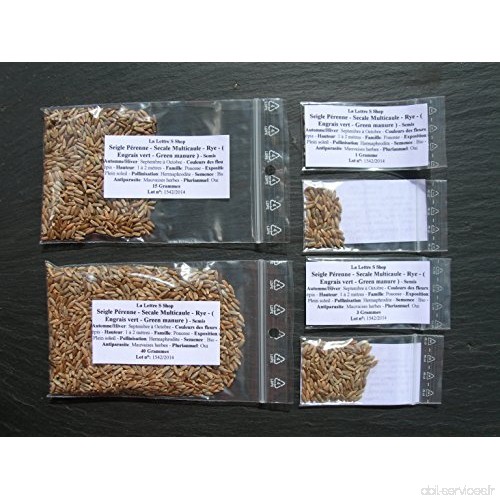 Seigle Pérenne - 3 grammes - Secale Multicaule - Rye - (Engrais vert - Green manure) - SEM03 - B017VUN86Y