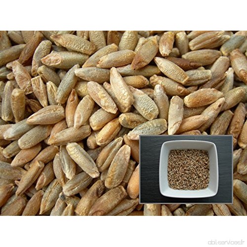 Seigle Pérenne - 40 grammes - Secale Multicaule - Rye - (Engrais vert - Green manure) - SEM03 - B017VUMIPG