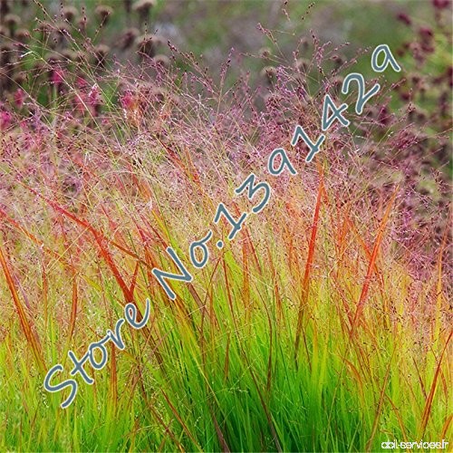 Semences de l'herbe 500 pcs 7 types pelouse vivace semences de gazon graines plante succulente bonsaï herbe de Pampass pour le j