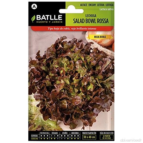 Semillas Batlle – Laitue batavia Bol de salade rouge - B00KM2BK0A