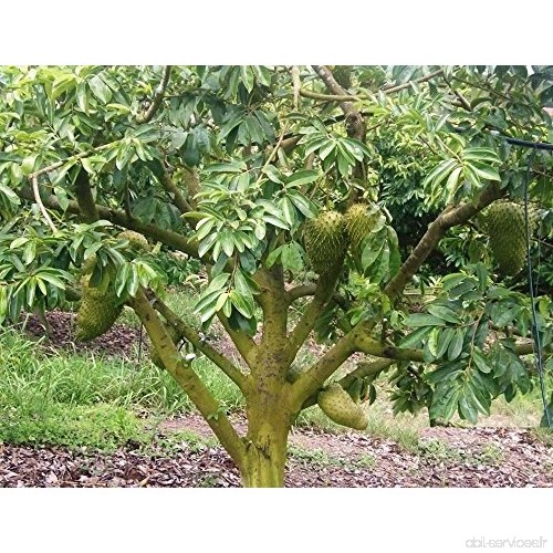 Semis 6 de pour cultiver Arbre Fruitier de Guanabana Produce Fruit de Graviola en jardin potager ou en pot dans la maison – germ