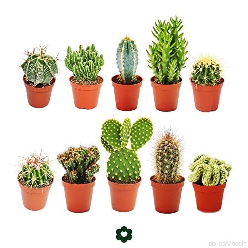Set of 10 different cactus 5 5cm pot - approx. 8-15cm - B009E7KRDA