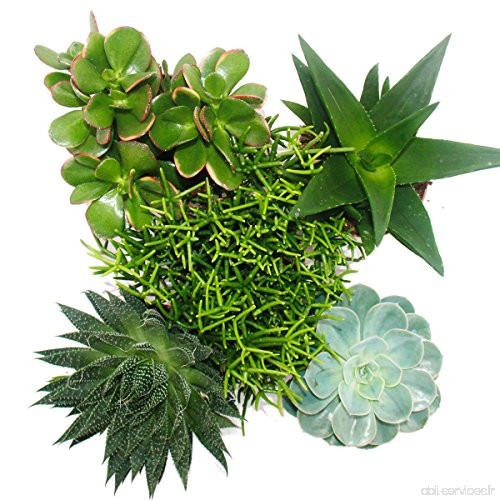 Set of 5 different Succulents in a 12cm pot - B018UB9C1I