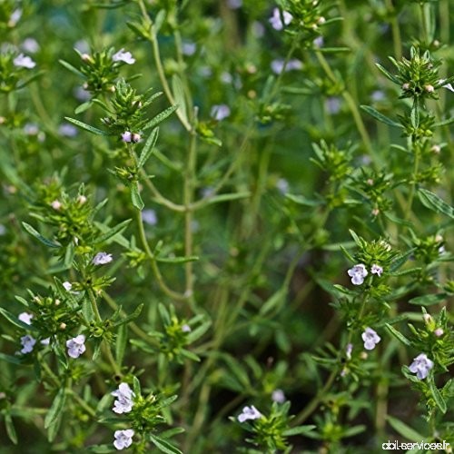 Summer Savory Seeds (Satureja hortensis) 40+ Rare Heirloom Herb Seeds in FROZEN SEED CAPSULES for the Gardener & Rare Seeds Coll