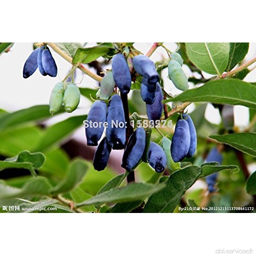 SVI 50 PC ultraviolet Graines de pépins de raisin fruits Barata très douce grandissent chinois Graines de fruits facile pour l'e