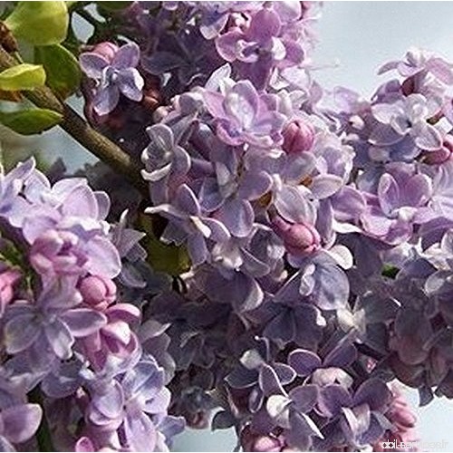 Syringa vulgaris 'President Grevy' - Lilas bleu lavande fleurs doubles - B075S264L6