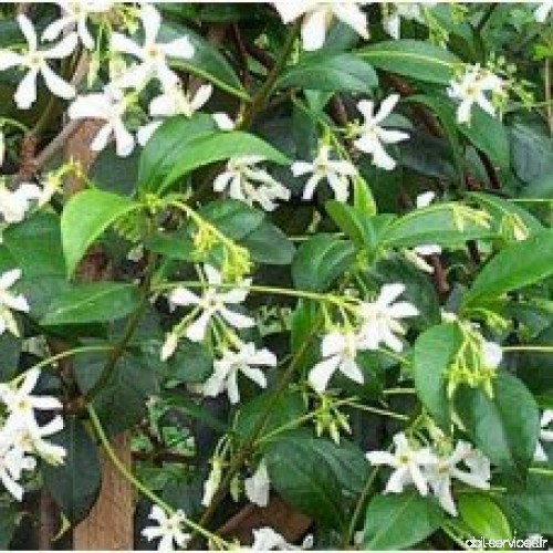 Trachelospermum jasminoides - Faux jasmin - Plante grimpante  hauteur environ 1 m. - B00CLQJNMW