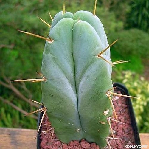 Trichocereus bridgesii - San Pedro  cactus sacré - 15 graines - B00UXEV7P0